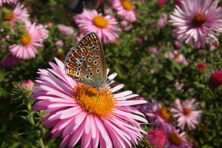 Polyommatus... che cosa?